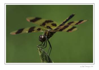 dragon fly 3w copy.jpg